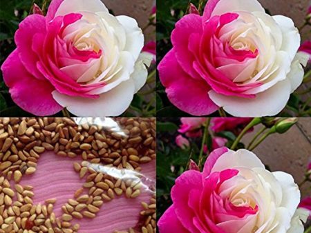 Wintefei 50Pcs Pink White Rose Seeds Flower Perennial Balcony Yard Garden Bonsai Decor Online Sale