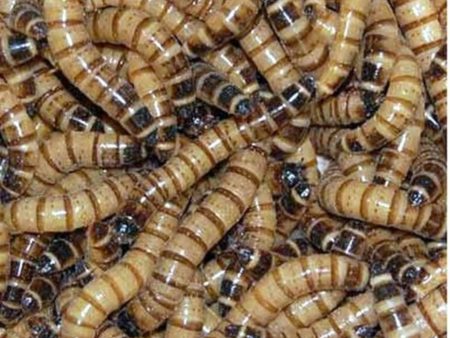 1000 Live Gutloaded Superworms Large For Cheap