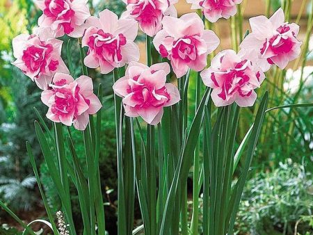 400pcs bag Double Narcissus Flower Bulbs Scented Daffodil Garden Perennial Decor For Sale