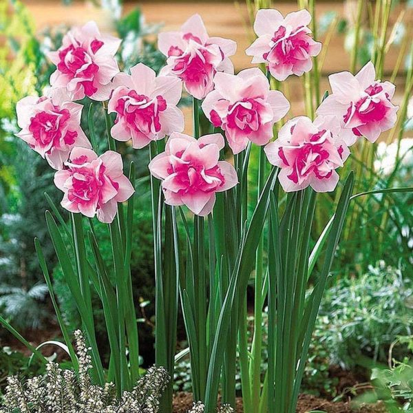 400pcs bag Double Narcissus Flower Bulbs Scented Daffodil Garden Perennial Decor For Sale